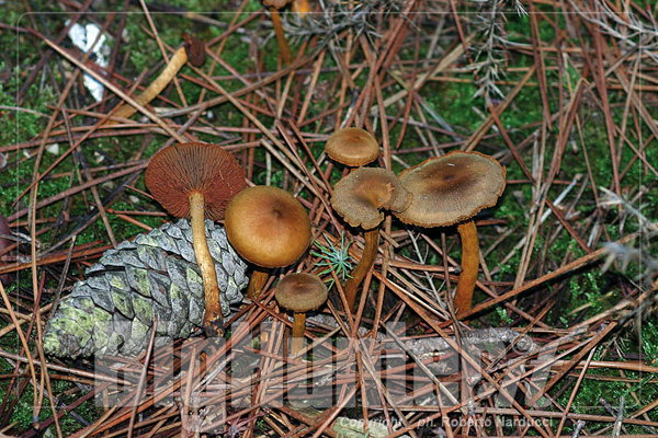 cortinarius semisanguineus