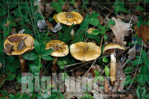 Cortinarius trivialis