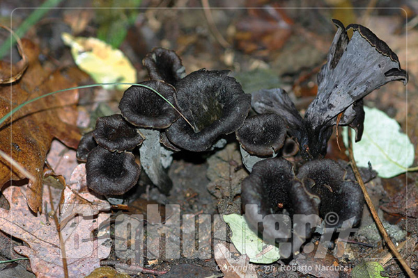 Cratellus cornucopiodes