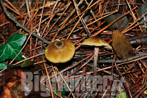 Entoloma pleopodium