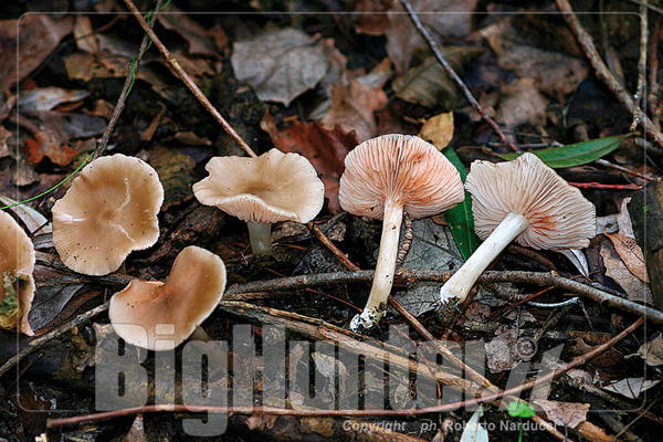 Entoloma rhodopolium