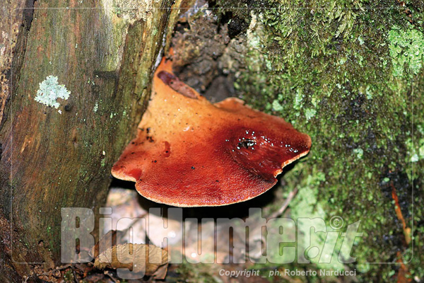 Fistulina hepatica