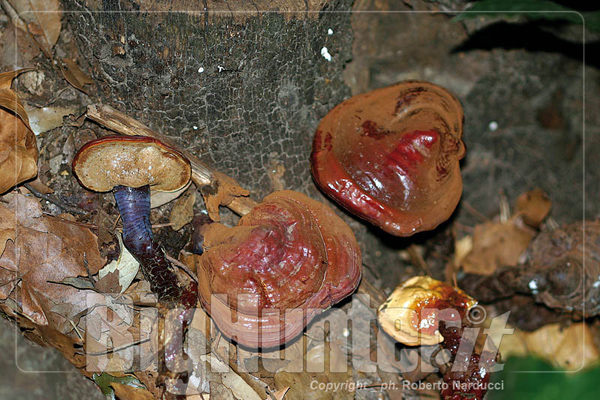 Ganoderma lucidum