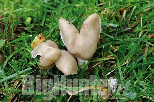 Helvella elastica