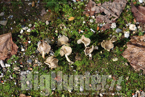 Helvella ephyppium