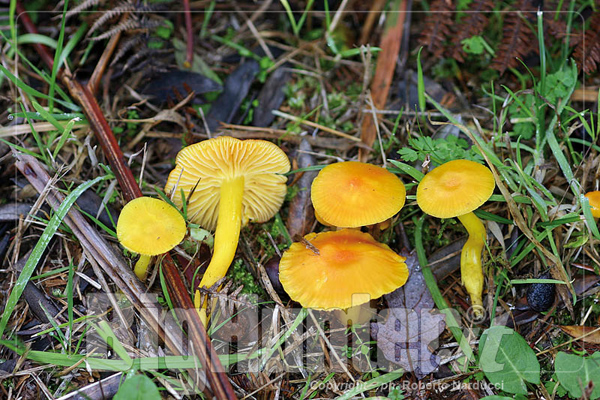 Hygrocybe chlorophana