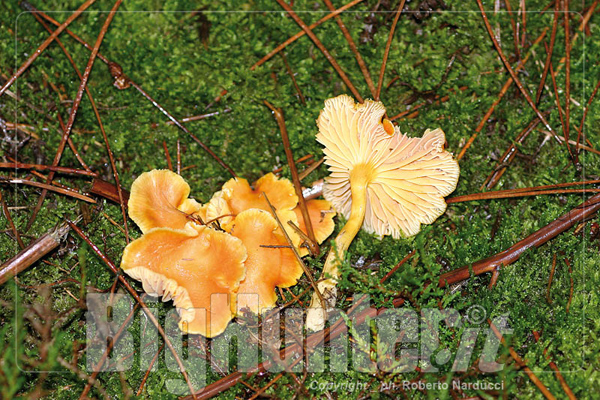 Hygrocybe aurantiosplendens