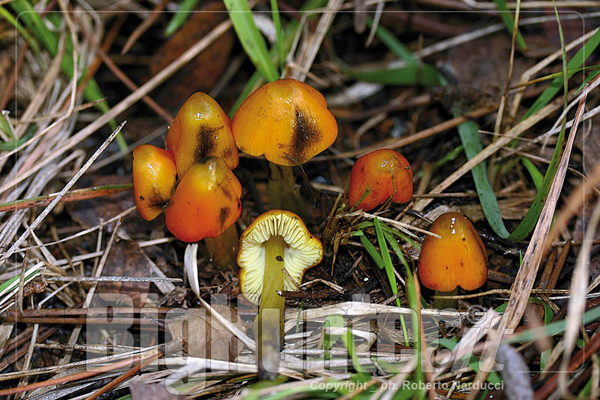 Hygrocybe conica