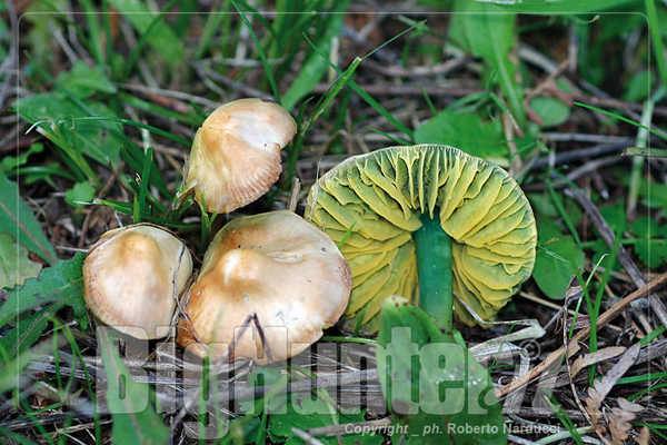 hygrocybe psittacina