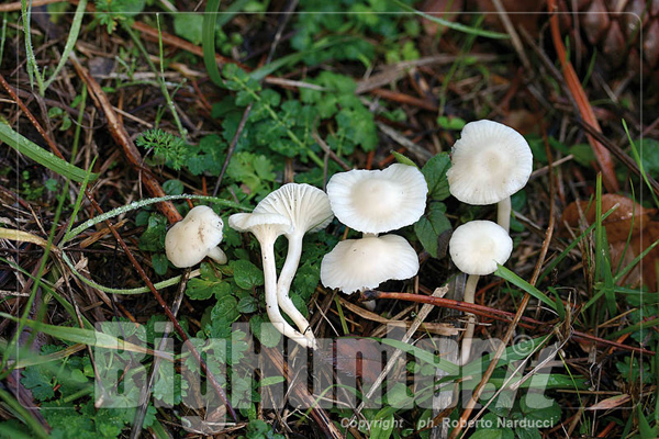 hygrocybe virginea