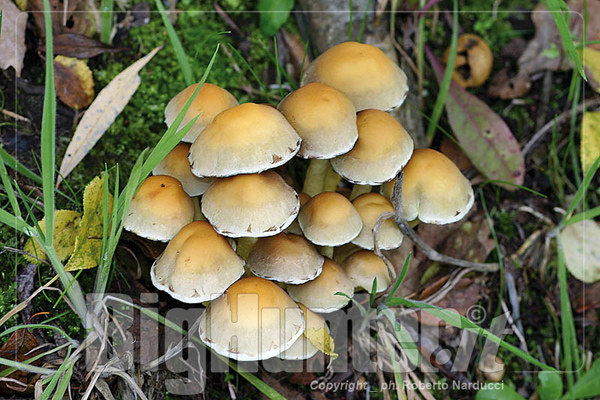 Hypholoma fasciculare