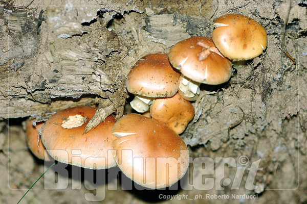 Hypholoma sublateritium