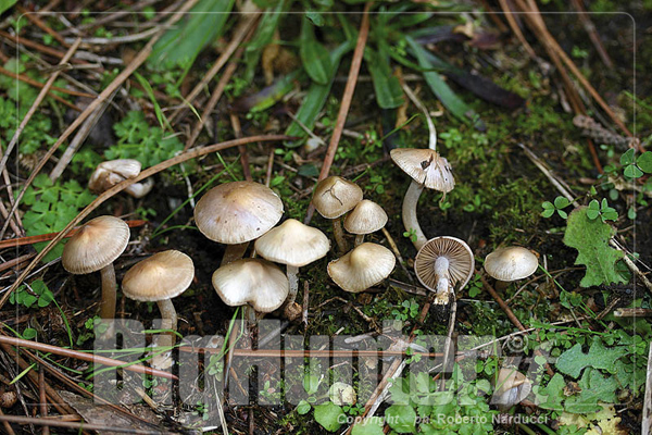 Inocybe geophylla