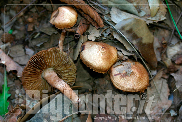 Inocybe pyriodora