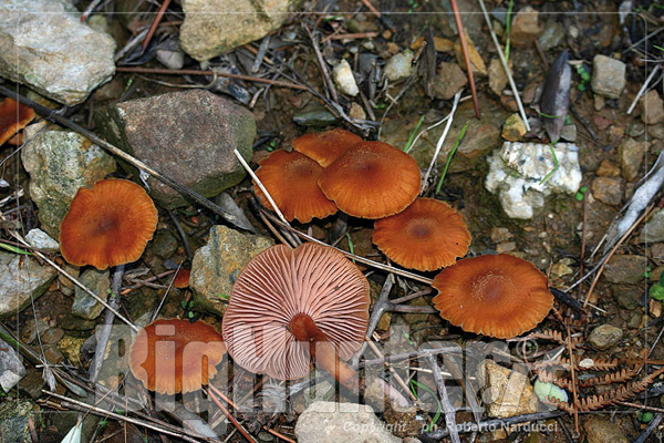 Laccaria laccata