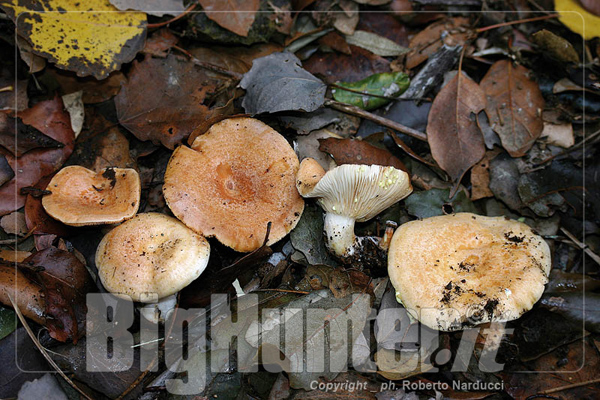 Lactarius chrysorrheus