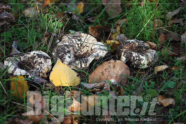 lactarius controversus