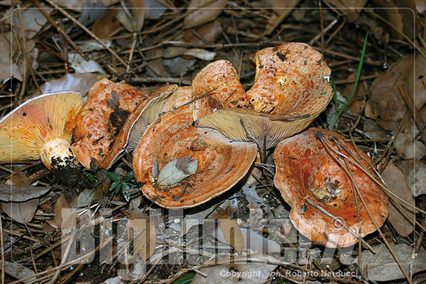 lactarius deliciusus