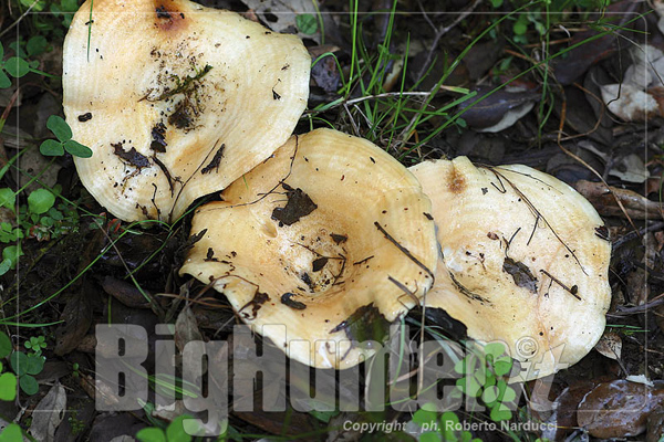 Lactarius zonarius