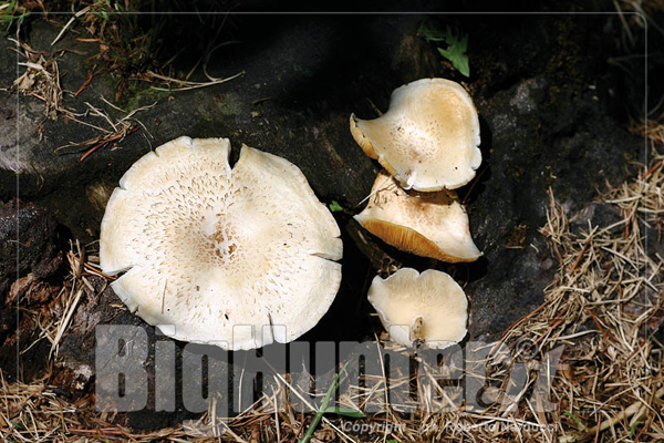 Lentinus tigrinus