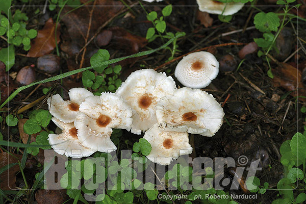 Lepiota cristata