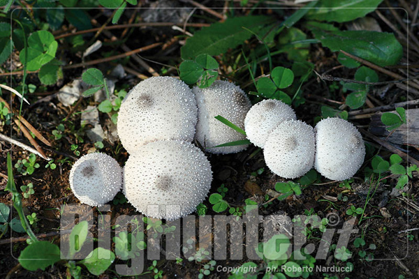 lycoperdon perlatum