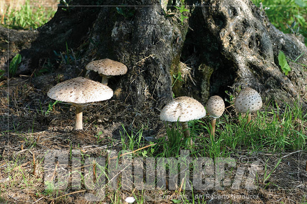 Macrolepiota procera