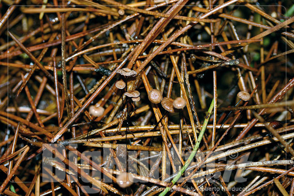 Marasmius androsaceus