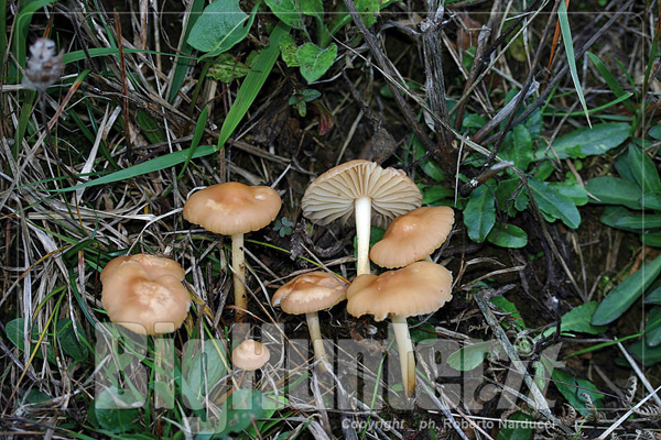 Marasmius oreades