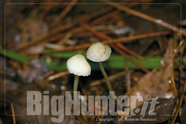 Mycena epiterygia