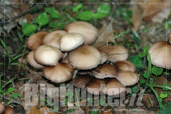 Psathyrella candolleana