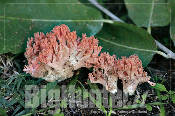 Ramaria subbotrytis