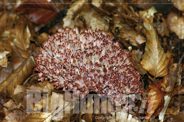 Ramaria Botrytis