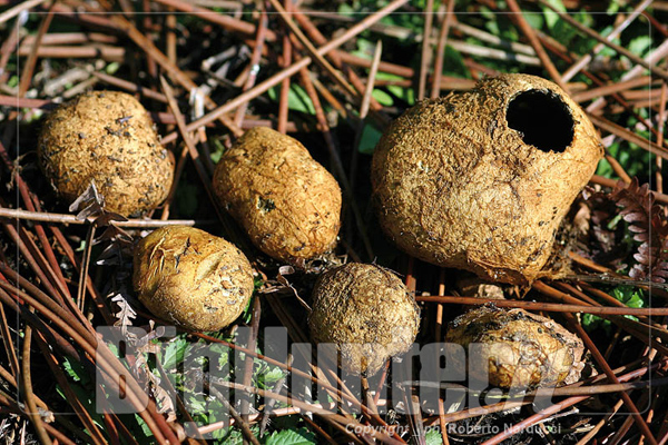 Rhizopogon luteolus