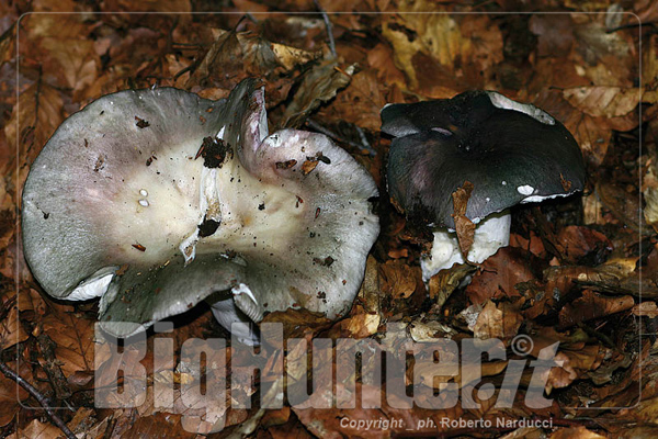 Russula cyanoxantha