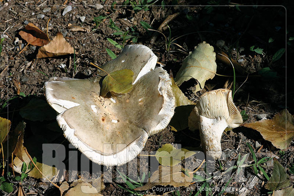 Russula heterophylla