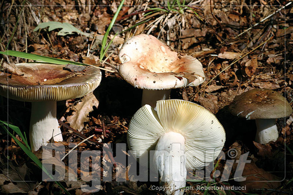 Russula ionochlora