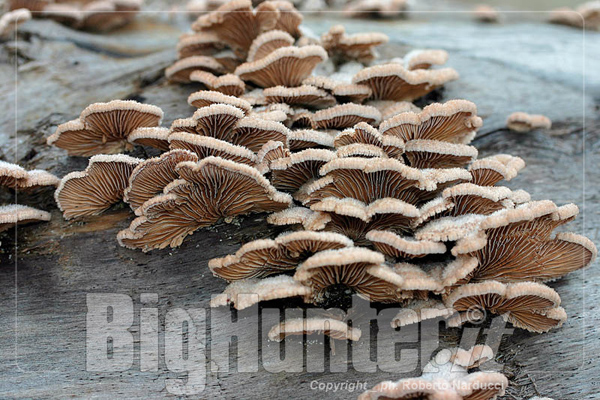 Schizophyllum commune