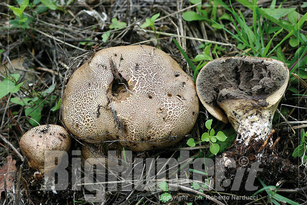 Scleroderma verrucusum