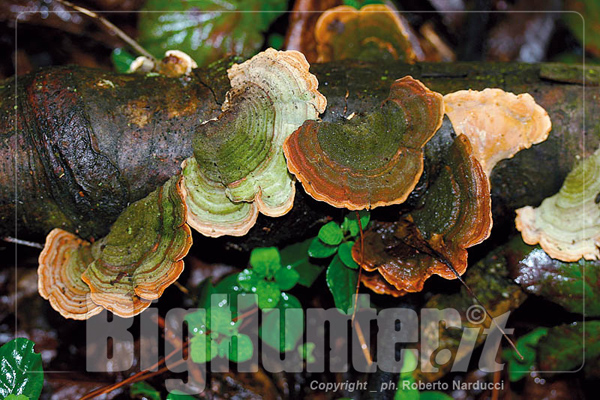 Stereum subtomentosum