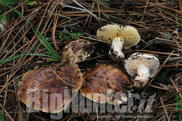 Suillus bellini