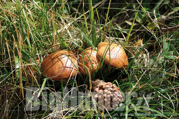 Suillus granulatus