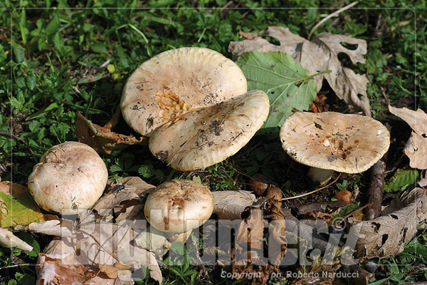 Tricholoma acerbum