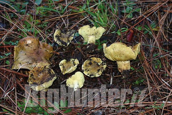 Tricholoma equestre