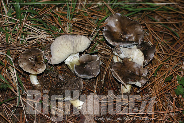 Tricholoma portentosum