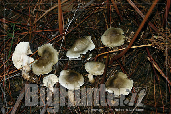 Tricholoma saponaceum