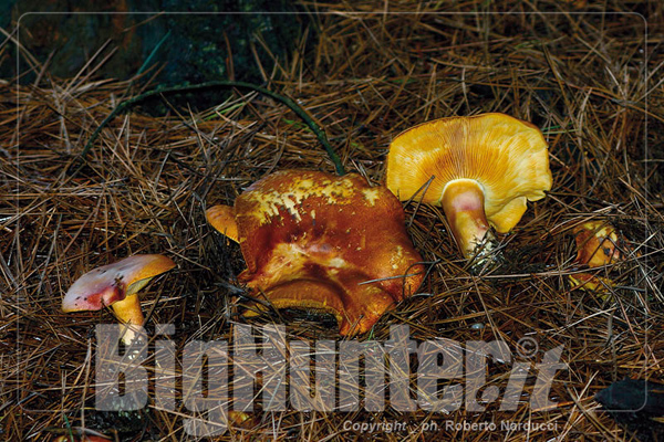 Tricholomopsis rutilans