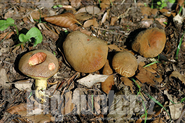 Xerocomus communis