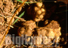 Tuber magnatum