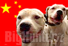 In Cina verranno abbattuti 11 mila cani